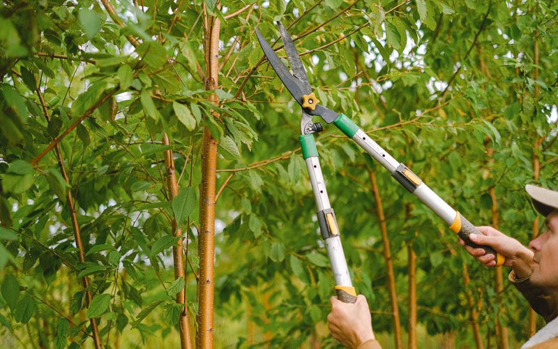 Tree trimming in Roseboom, NY